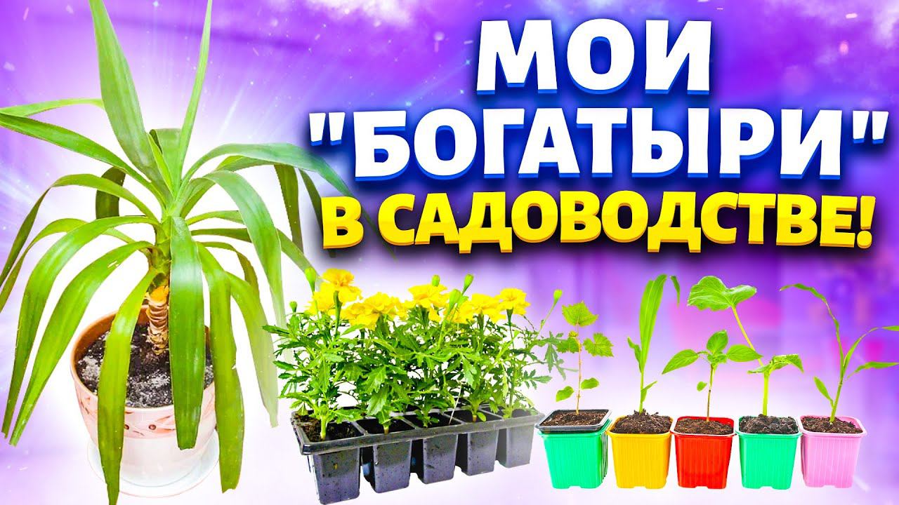 Рассада у меня всегда крепенькая и толстенькая. Защита растений от заболеваний (тля, белокрылка).