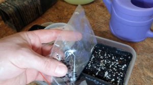 Псевдотсуга из семян 2023г часть 1