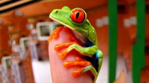 Красноглазая лягушка или лягушка обезьянка. Озвучка Valerii FM