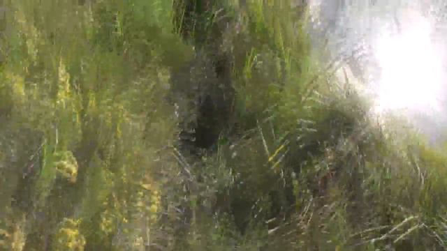 Переходим с пруда Второго мостика на Рыжковский пруд. 26. 08. 2019 смотреть онлайн