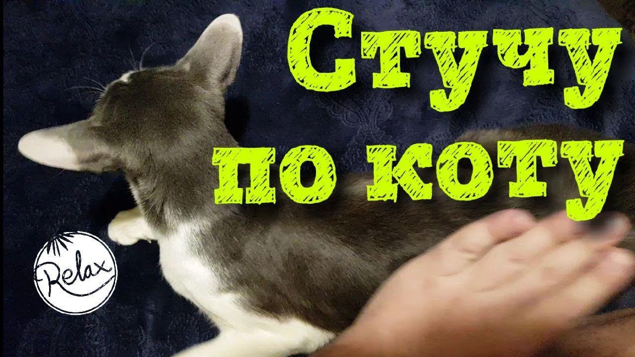 Challenge: Стучу по коту, пока он не уйдет смотреть онлайн