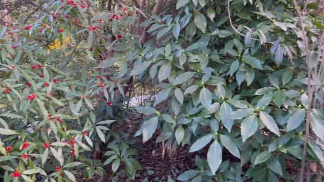 How to grow Aucuba japonica f. longifolia: another sensational plant for winter colour! смотреть онлайн