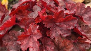 Гейхеры в саду