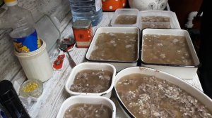 ПРОСТО СУПЕР ХОЛОДЕЦ ИЗ БУЛЬОНКИ ГОВЯЖЕЙ, ГОЛЕНИ И ШЕИ ИНДЕЙКИ.