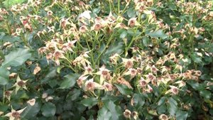 Rosa var. Dolomiti