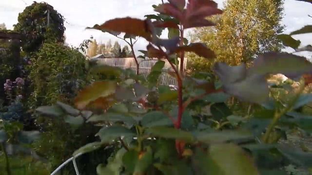 Иду по саду. Розы, хосты. Размышляю. смотреть онлайн