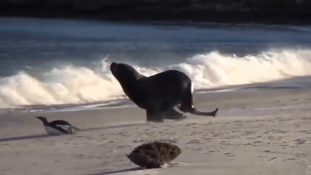 Как морской лев охотится на пингвина смотреть онлайн