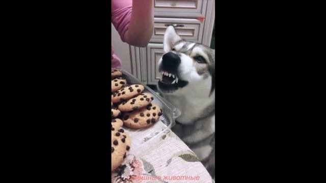 Попрошайка