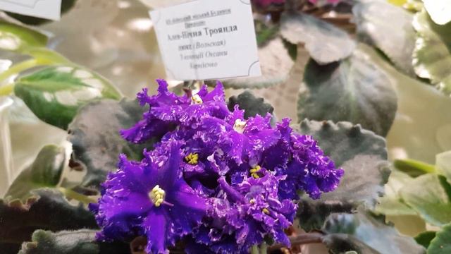 Выставка фиалок в Киеве. 12-13 ноября смотреть онлайн