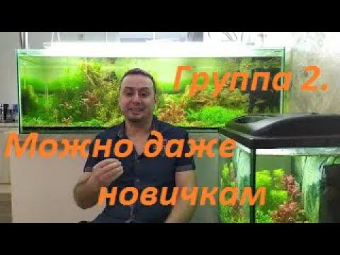 Растения из меристемы. Группа 2: Аквариумные растения для новичков. (Архив от 13.02.2022)