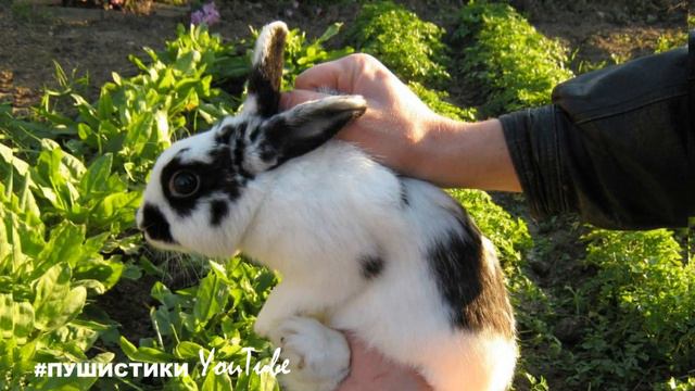 Женщина устроила кошке пышные похороны, а затем обнаружила ее дома смотреть онлайн