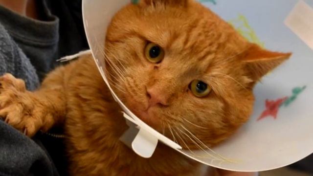 Бродячий 10 летний кот сам пришел к людям, чтобы те вылечили его лапы смотреть онлайн