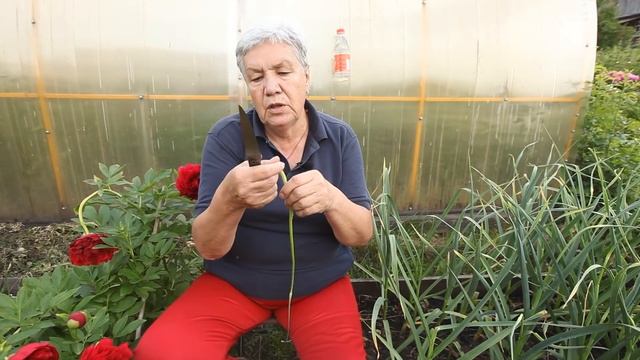 Голова садовая - Стрелки чеснока удаляем по-китайски