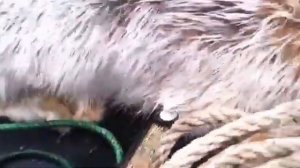 Поймали зайца руками