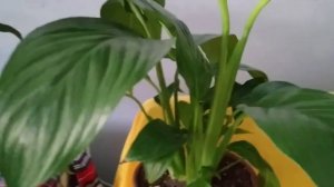 Variegated/Domino Peace Lily (Spathiphyllum)