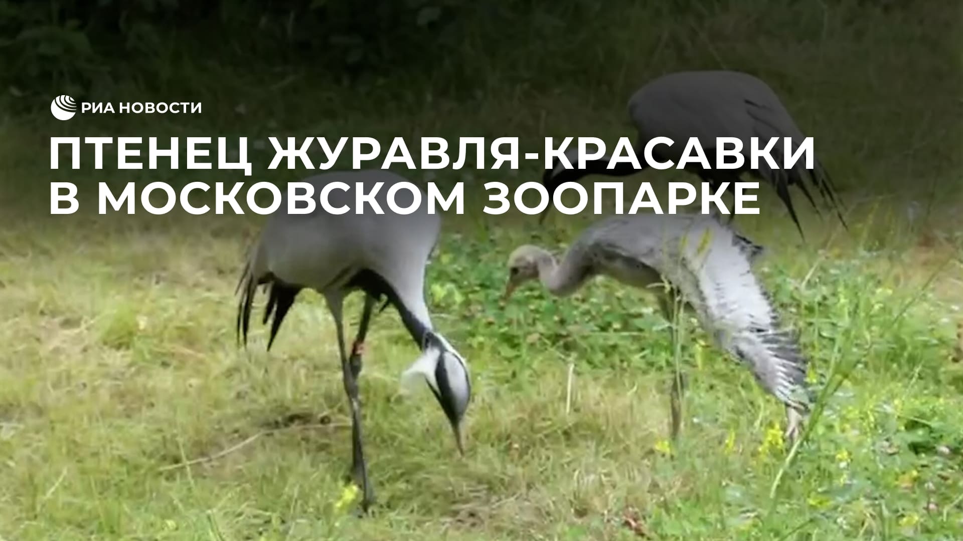 Птенец журавля