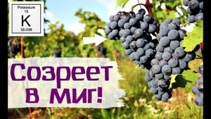 Чем подкормить виноград в августе сентябре для скорейшего созревания ягод?