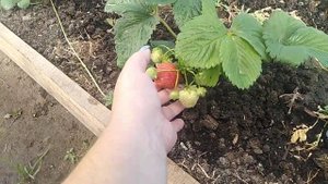 Сорт клубники Кимберли // Ягодная Усадьба