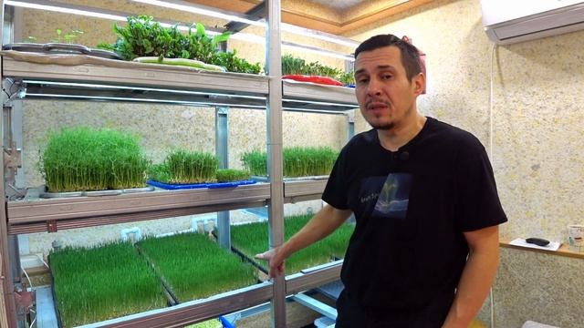 Где лучше покупать семена пшеницы для Витграсс