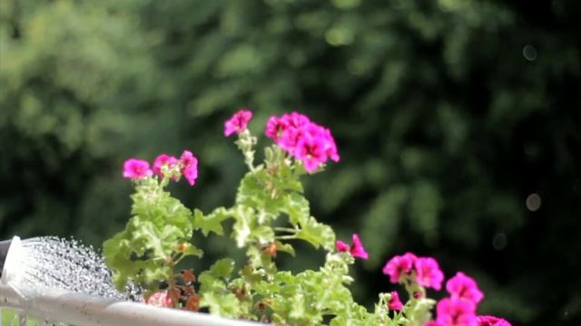 Борная кислота: применение в саду, огороде и цветнике смотреть онлайн