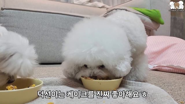 복덩이 삼순이 1살 생일을 축하해주세요!~