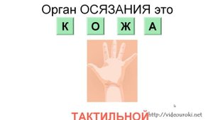 Информация. Виды информации по каналу восприятия