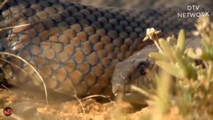 Mongoose vs King Cobra | Look What Happens When Mongoose Mercilessly Destroys King Cobra?