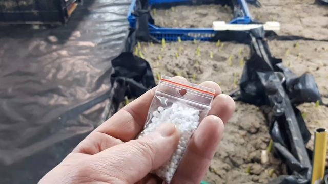 Начало выгонки тюльпана к 14 февраля. Выбираем сорта, полив. 05.01.2021г. смотреть онлайн