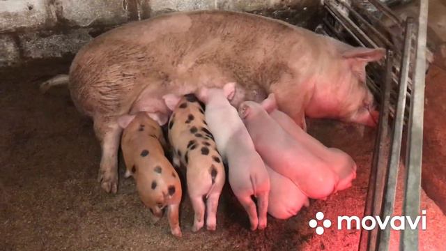 Как выбрать свиноматку?//Как я это делаю