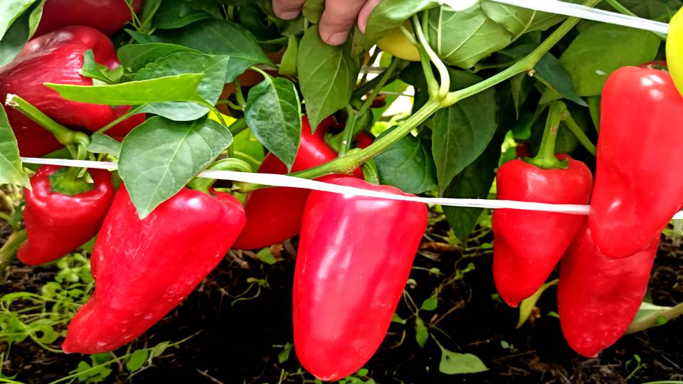 С ЭТИМ СОРТОМ СЛАДКОГО ПЕРЦА В ЛЮБУЮ ПОГОДУ БУДЕТЕ С УРОЖАЕМ! ВКУСНЫЙ СОРТ ПЕРЦА КОТОРЫЙ НЕ РАЗОЧАРУ
