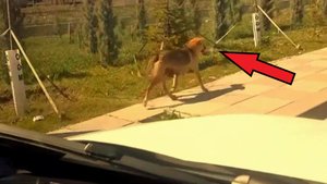 Водитель заметил собаку которая что то несла в зубах! Проследив за ней он не поверил своим глазам.