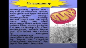 Жасуша органойдтерінің құрылысы мен қызметтерінің ерекшеліктері 1 курс Сүйіндікова