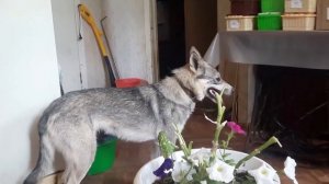 Дело было вечером и кому то делать было нечего - еще до побега из дома Ночки