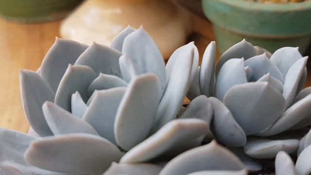 Episódio 4 Você sabe o que é pruína? #suculentas смотреть онлайн