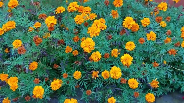 поздно расцветает. безвременник-колхиниум. ландыш купальница. нарцисс голубой. поздно расцветает.