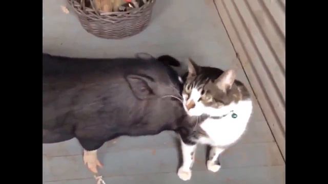 "Прикольные животные !!"" смотреть онлайн