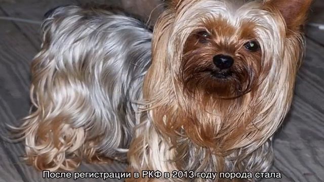 Белый йоркширский терьер: название породы