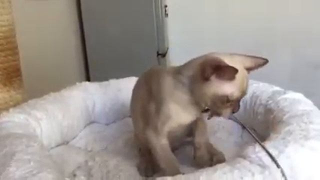 Aldis Lamberto смотреть онлайн