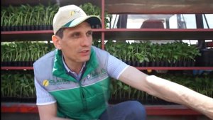 Выращивание перца Перец Геркулес видео от Clause