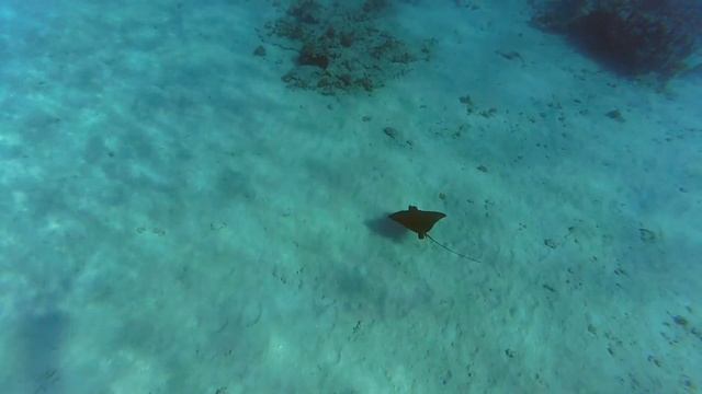 удирающий скат орляк смотреть онлайн