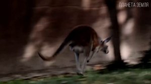 Кенгуру: "Сумка на пружинке" из Австралии | Интересные факты про кенгуру