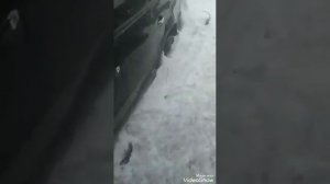 Volkswagen Passat свап акпп на мкпп часть 2