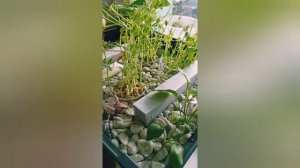 Моя система аквапоники. Часть 1. Предварительный вариант.
