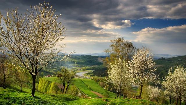 Картинка природа. Деревья, пейзаж, весна, природа, река.