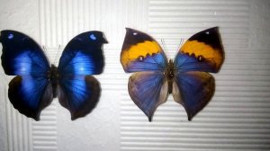 Всё о бабочках. Листовидки.