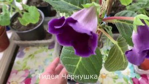 Тидеи ЮА-2  и Чернушка. Обзор. 06.07.2021г.