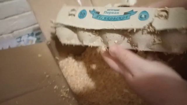 Распаковка инкубационного яйца.Пушкинская и Амераукан. смотреть онлайн