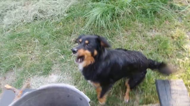 I Черепаха и Собака Мотик разгрызла панцирь черепахе Dog gnawed the shell of a turtle 20210630 смотреть онлайн