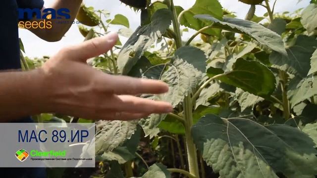 МАС 89.ИР: какой подсолнечник выгодно выращивать на масло смотреть онлайн
