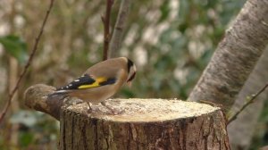 Звуки птиц✨